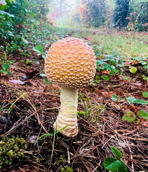 Yellow Fly Agaric tincture 1:4 - Image 6