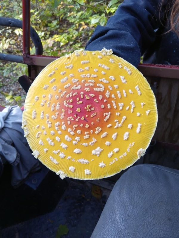 Yellow Fly Agaric tincture 1:4 - Image 3