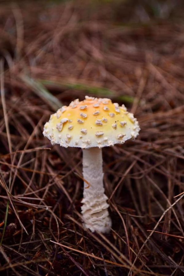 Yellow Fly Agaric tincture 1:4 - Image 2