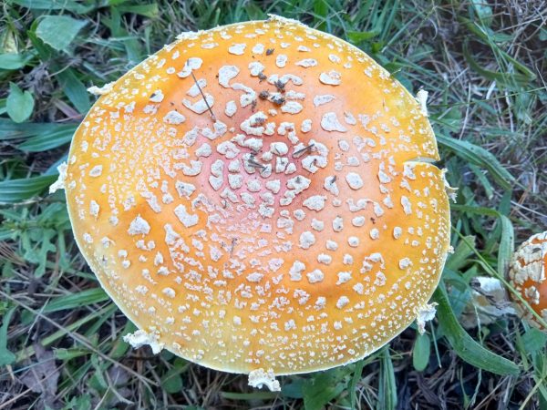 Yellow Fly Agaric tincture 1:4 - Image 5