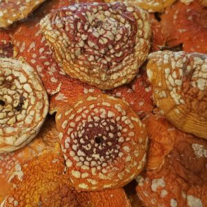 Dried Amanita Mushrooms